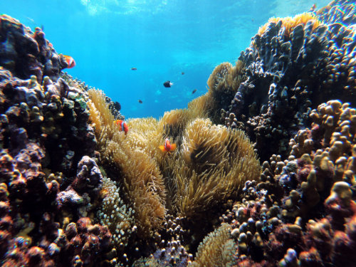 Snorkelling